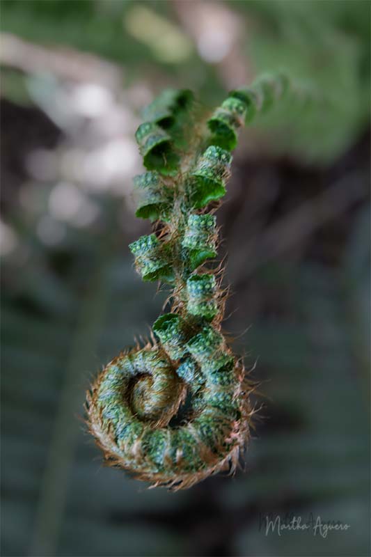 Martha AgueroTheme Macro - April 16 - 30, 2025Baby Fern