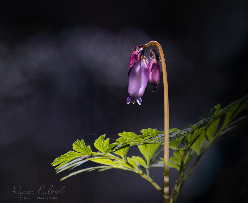 Racine ErlandMay 2025Pacific Bleeding Heart