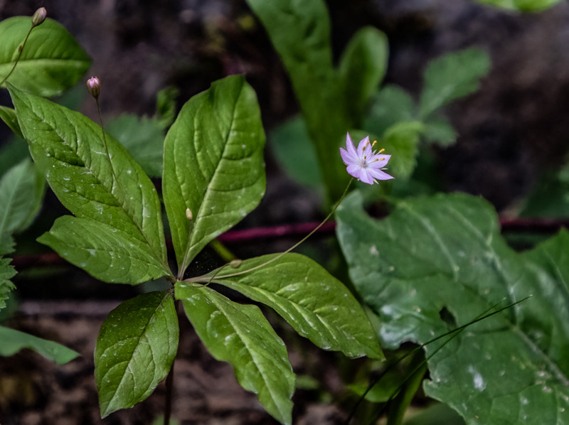 Carl ErlandMay 2025Broad Leafed Starflower