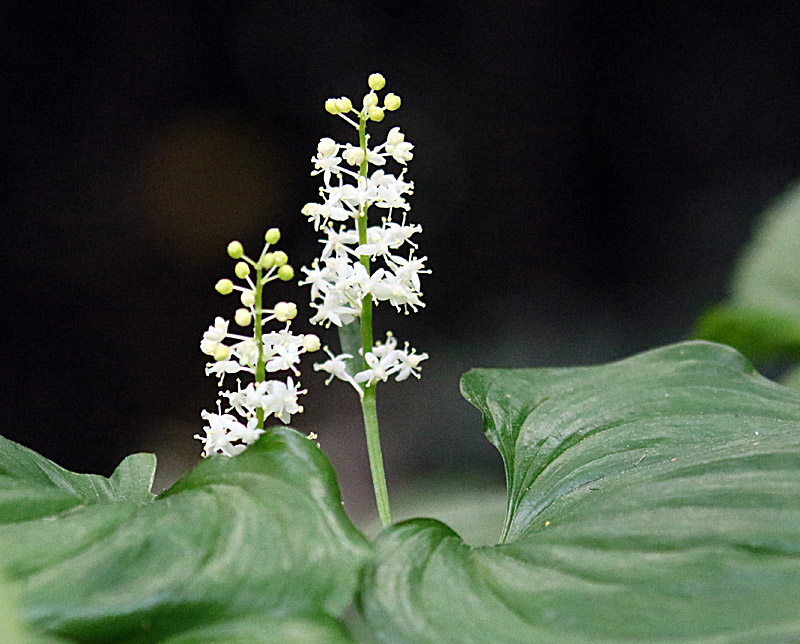 Willie HarvieTheme Wildflowers - May 1 - 17, 2025False Lily-of-the-Valley