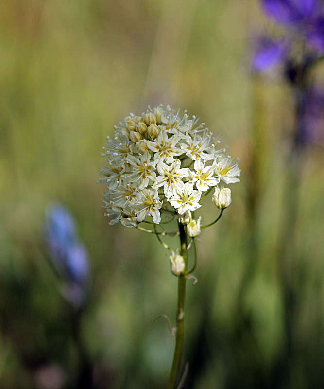 Willie HarvieMay 2025 Meadow Death-Camas