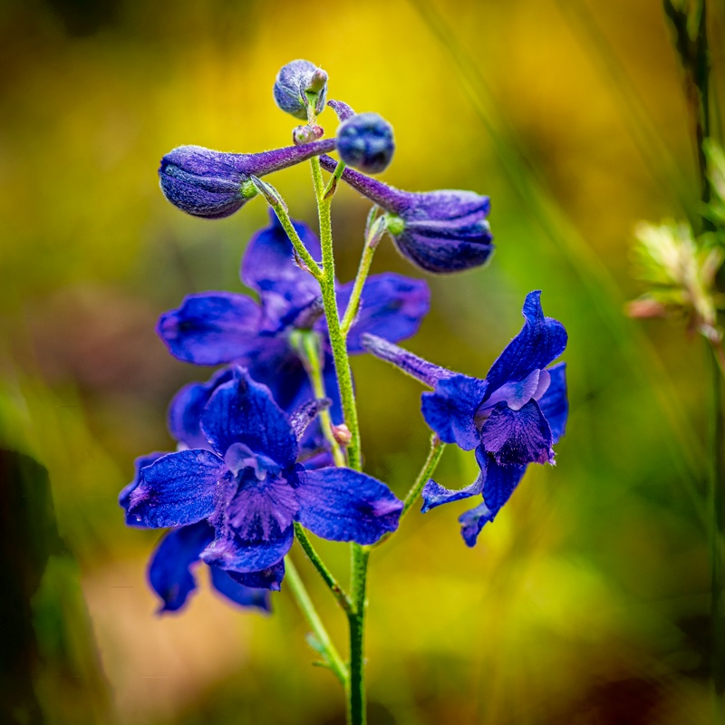 * Field Trip Theme is Wildflowers - May 1-17, 2025 Event - May 10, 2025