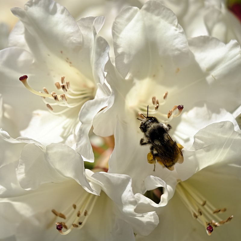 Marilyn JeffriesTheme Macro - April 16 - 30, 2025A Busy Bee