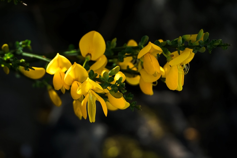 Marilyn JeffriesTheme Wildflowers - May 1-17, 2025Scotch Broom- Despised But Beautiful