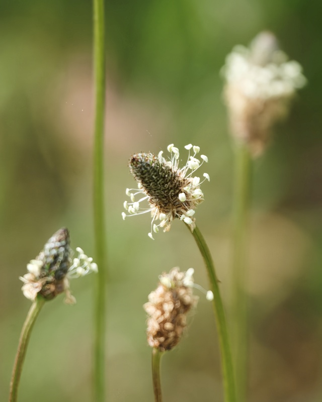 Marilyn JeffriesTheme Wildflowers - May 1-17, 2025Ribwort-An Unusual Flowering Weed