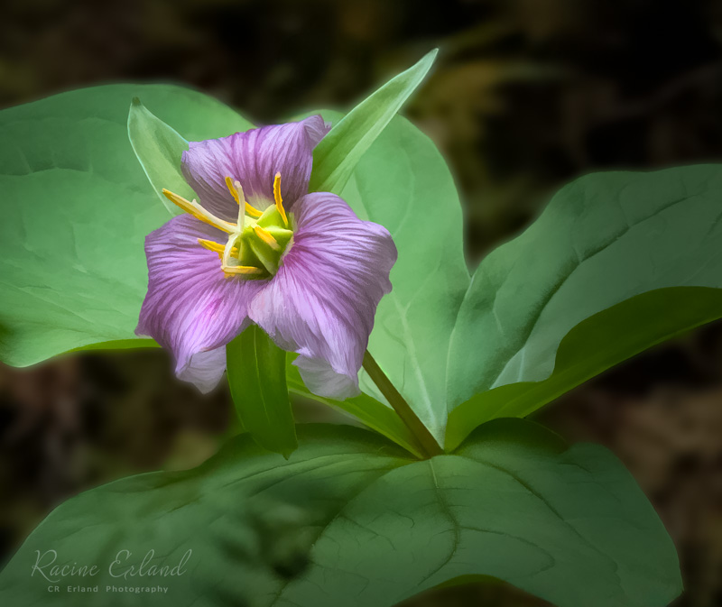 Photos of the Month - May 2025