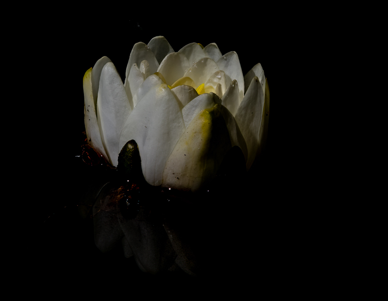 Carl ErlandMay 2025Pond Lily