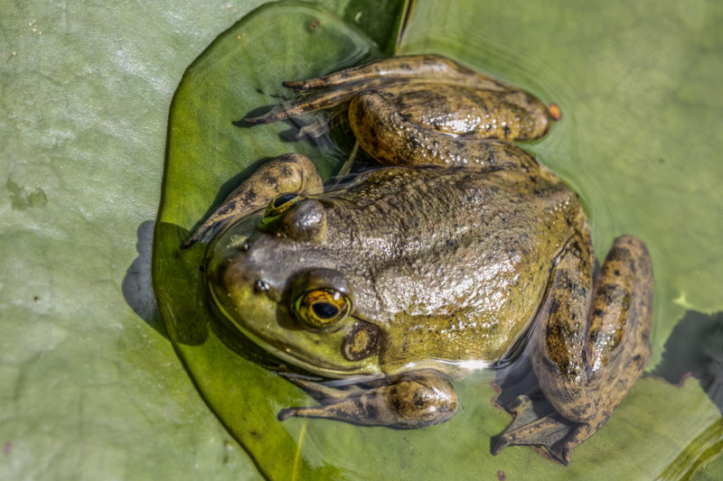 Carl ErlandMay 2025Bull Frog