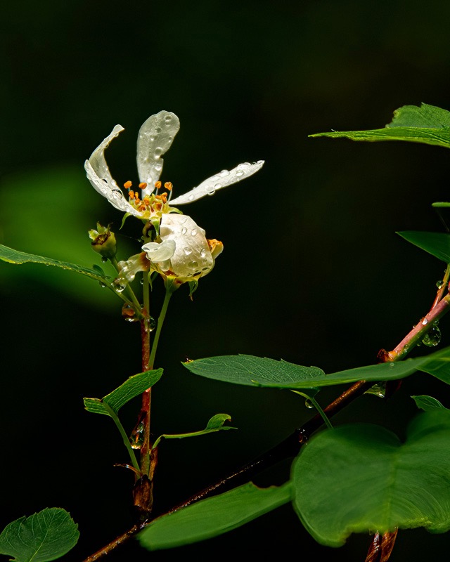 Ed TajeTheme Wild Flowers-May 1-17, 2025On it's own