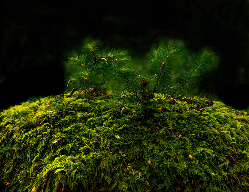 Ed TajeMay 2025New Growth  from the old