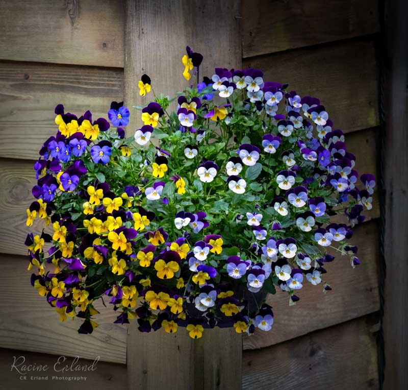 Photos of the Month - May 2025