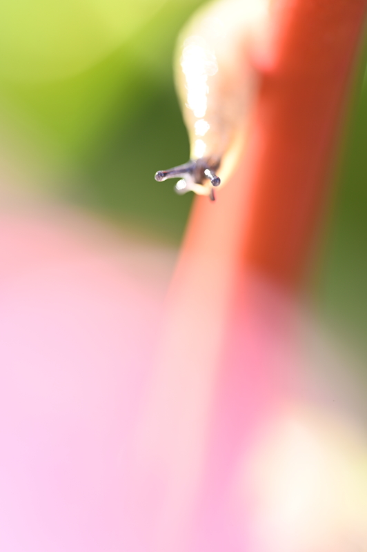 Pam DobbsTheme Macro - April 16-30, 2025I see you