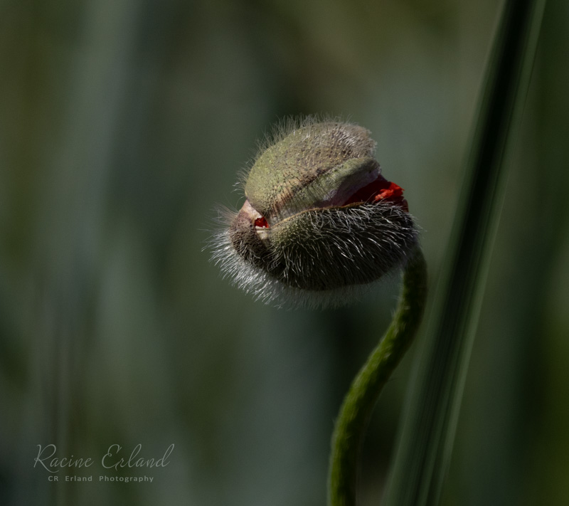 Racine Erland May 2025Soon to be a Bloom