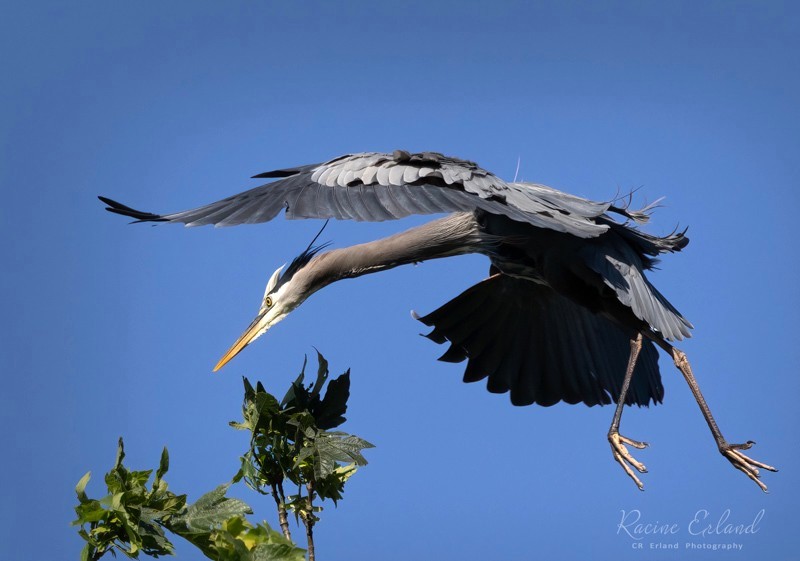 Racine ErlandJune 2025Breezy Landing