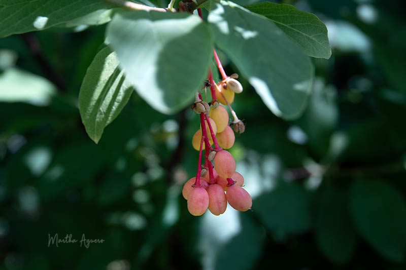 Photos of the Month - June 2025