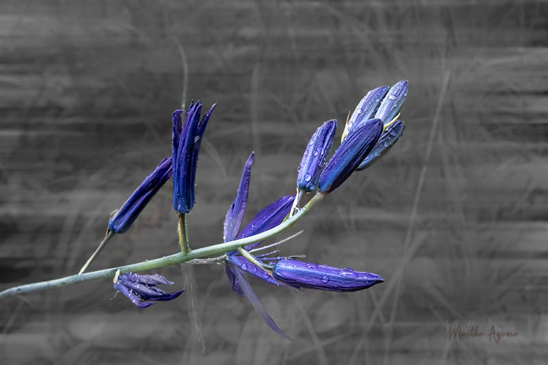 * Field Trip Theme is Wildflowers - May 1-17, 2025 Event - May 10, 2025