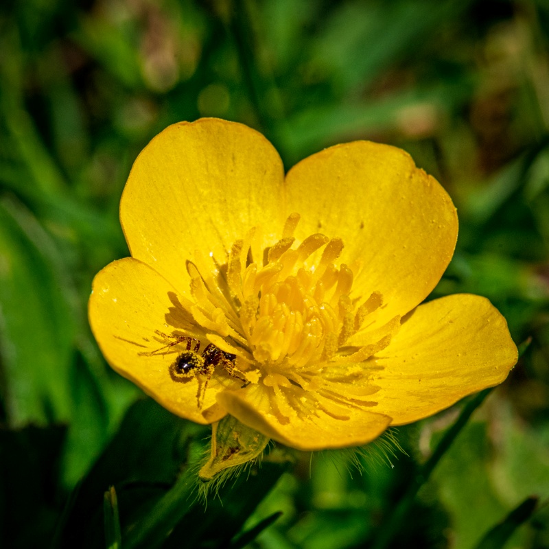 Randy BlakeMay 2025Buttercup