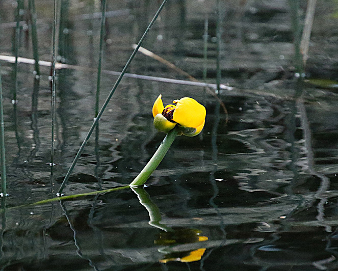 Willie HarvieMay 2025Pond Lily