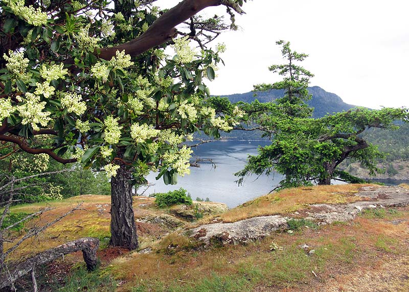 Willie HarvieMay 2025Arbutus blooms & Scraggy Fir