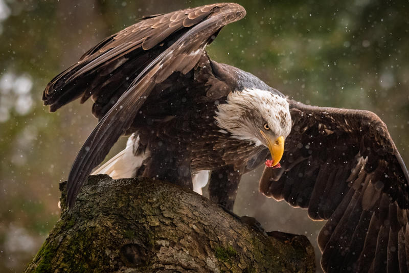 * Competition-Evening Favourites: Multiple Galleries