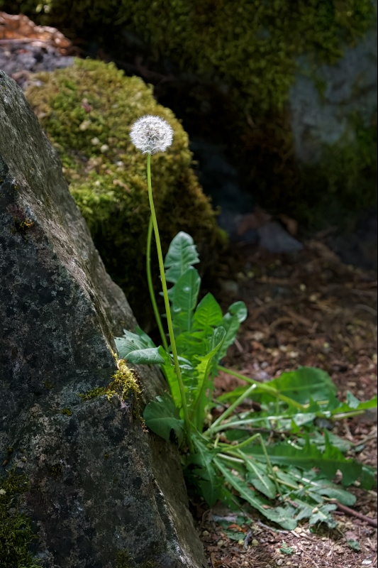 Marilyn JeffriesMay 2025Sprouting in the Crevices