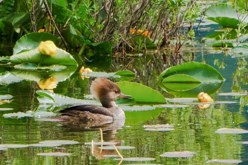 Marilyn JeffriesMay 2025Among the Pond Lilies