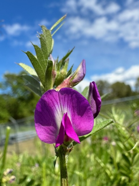 * Field Trip Theme is Wildflowers - May 1-17, 2025 Event - May 10, 2025 Closing June 30th