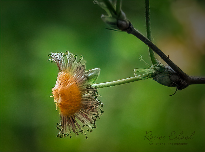 * Field Trip Wabi Sabi - June 1-15, 2025