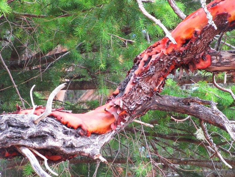 Willie HarvieJune 2025Arbutus Struggling to Survive