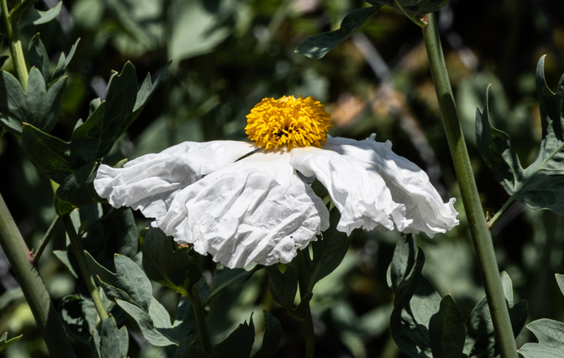Carl ErlandJune 2025Fried Egg Poppy