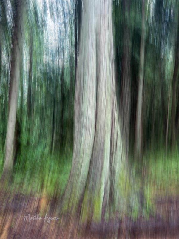 Martha AgueroShoot What Moves YouField Trip - June 16-30, 2025Cedar Tree