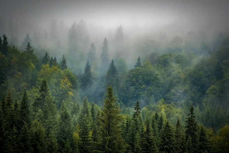 * Field Trip Forest/Trees - July 1-16, 2025 Event - July 13, 2025 Coming Soon