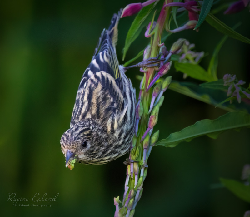 Photos of the Month - June 2025