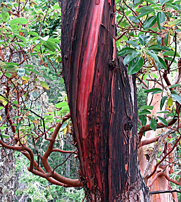 Willie HarvieShoot What Moves YouField Trip June 16 - 30, 2025Colourful Bark