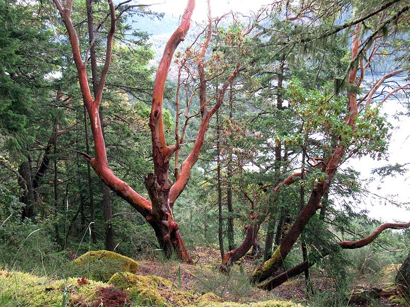 Willie HarvieShoot What Moves YouField Trip - June 16 - 30, 2025Arbutus trees