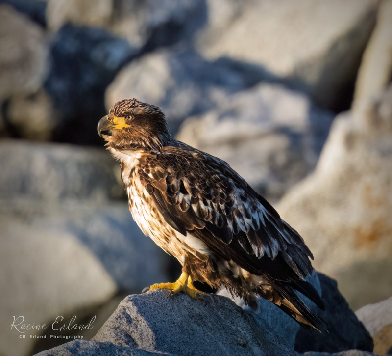 Photos of the Month - June 2025
