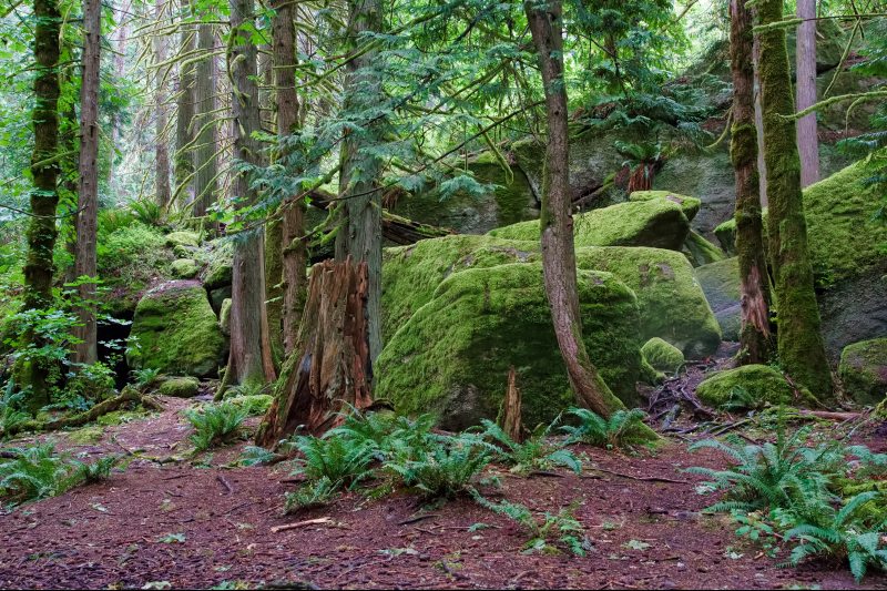 Marilyn JeffriesJune 2025Carpets of Moss