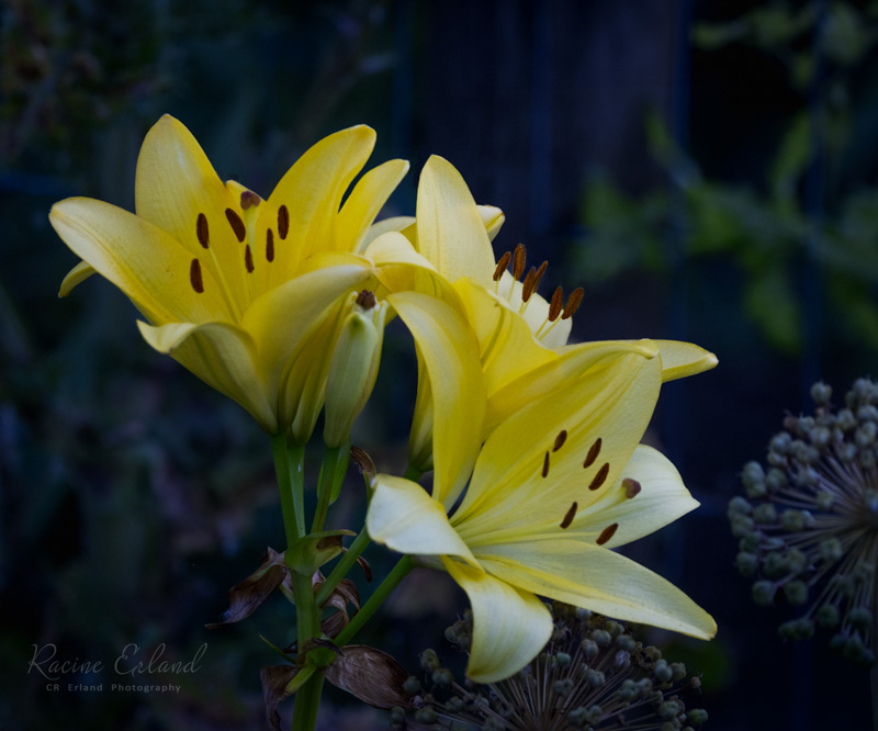 Photos of the Month - July 2025 