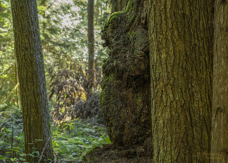 Rachel PenneyForest/TreesField Trip - July 1-16, 2025Forest Guardian