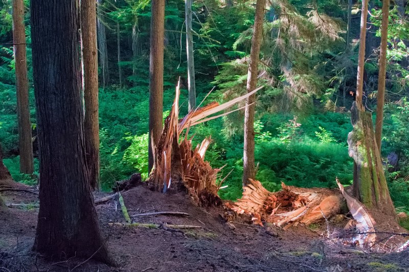 * Field Trip Forest/Trees - July 1-16, 2025 Event - July 13, 2025