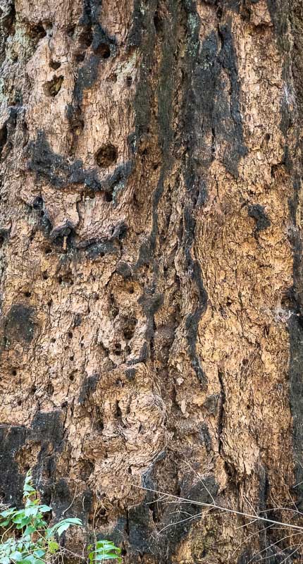 Forest/Trees Field Trip-July 1-16, 2025 Signs Of Ageing