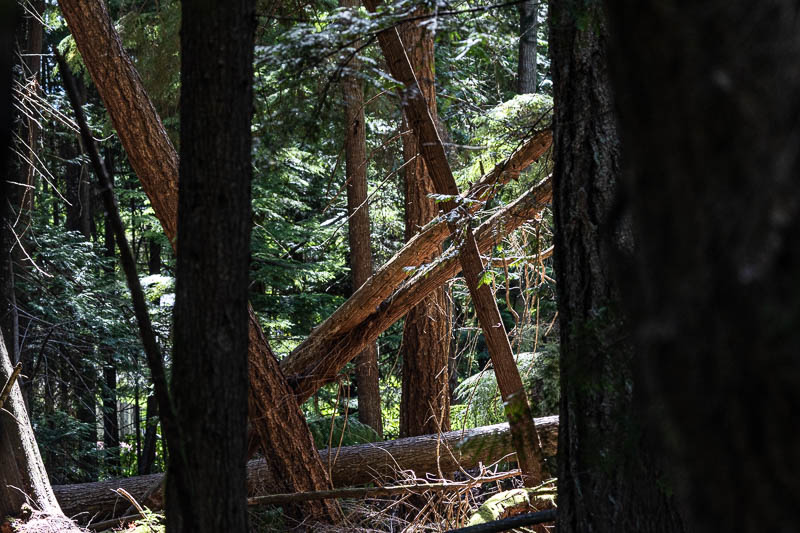 Forest/Trees Field Trip-July 1-16, 2025 Signs Of Ageing