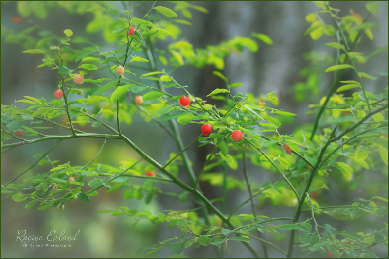Photos of the Month - July 2025