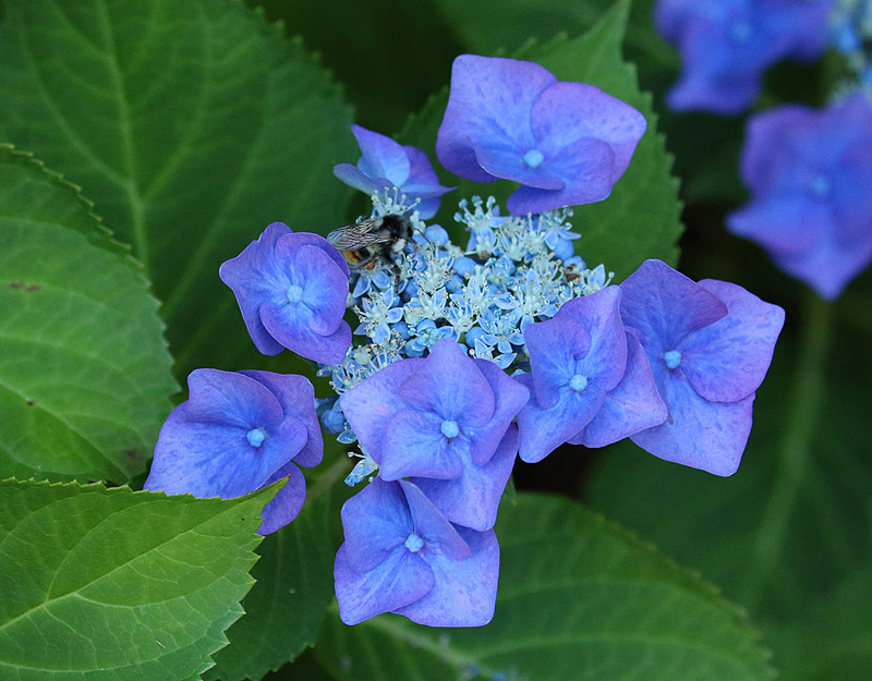 Willie HarvieJuly 2025Hydrangea - Lace Cap