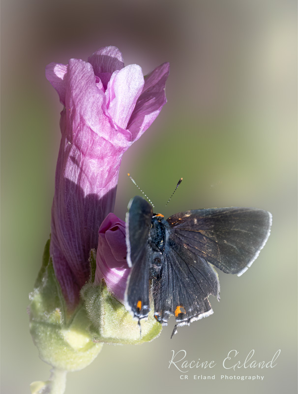 * Photos of the Month: Multiple Galleries