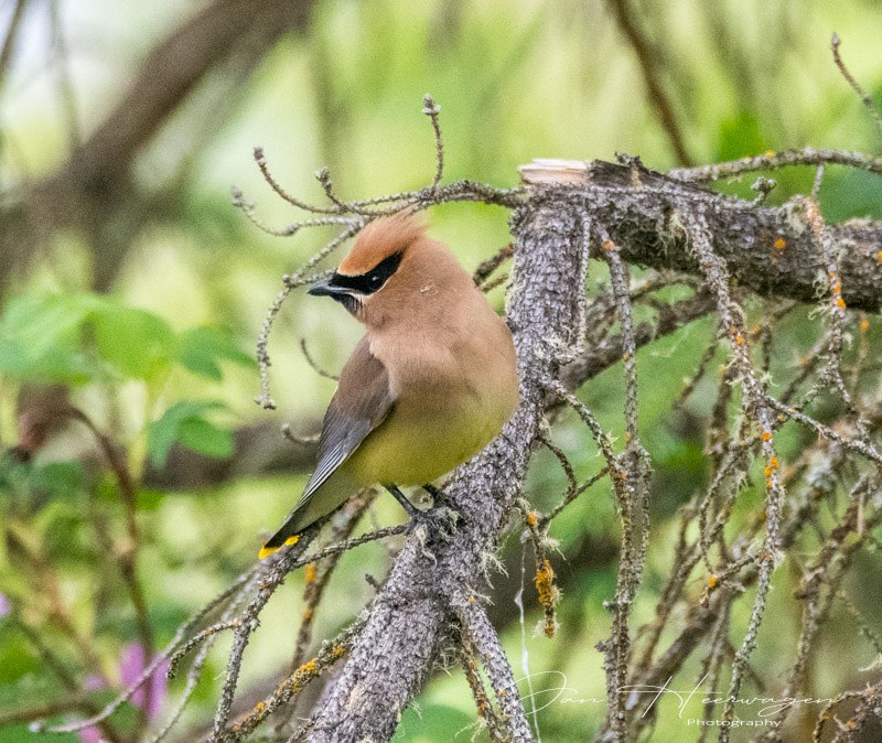Jan HeerwagenShoot What Moves YouField Trip - June 16-30, 2025Cedar Waxwing