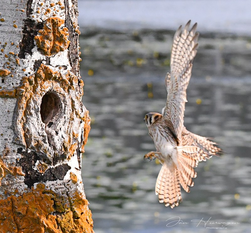 Jan HeerwagenShoot What Moves YouField Trip - June 16-30, 2025American Kestrel