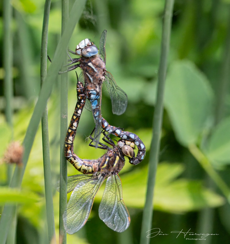 Jan HeerwagenJune 2025Dragonfly Mating Season