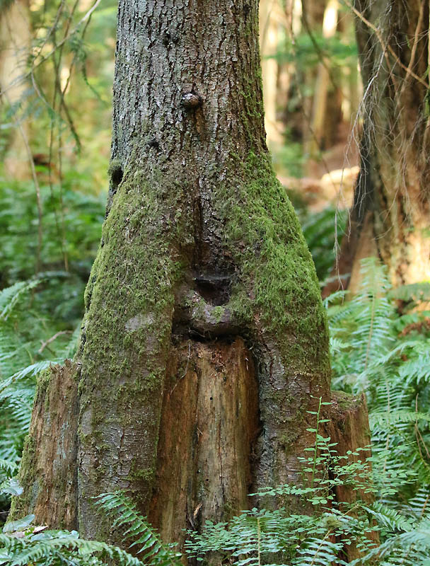   Forest/Trees Field Trip-July 1-16, 2025 Signs Of Ageing 