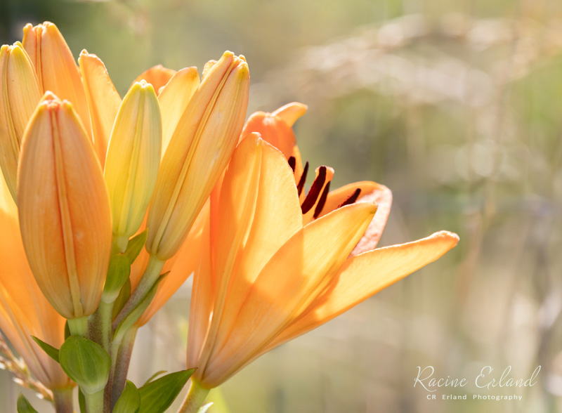 Photos of the Month - July 2025 